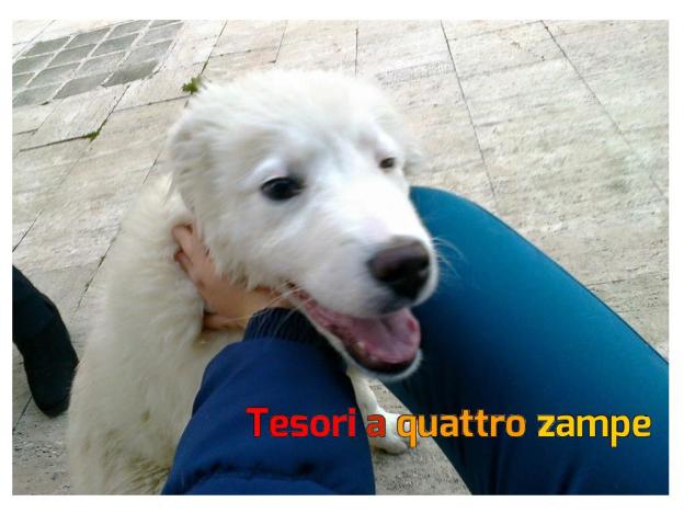 cane_bianco