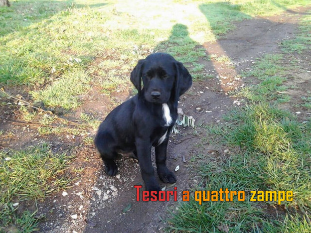 cane_blacky