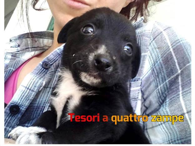 cane_calimero