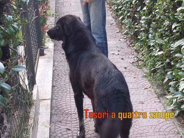 cane_campoloniano_katarina
