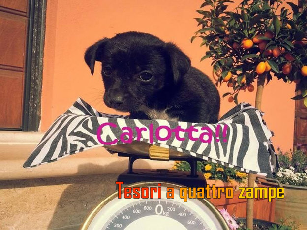 cane_carlotta_code_allegre