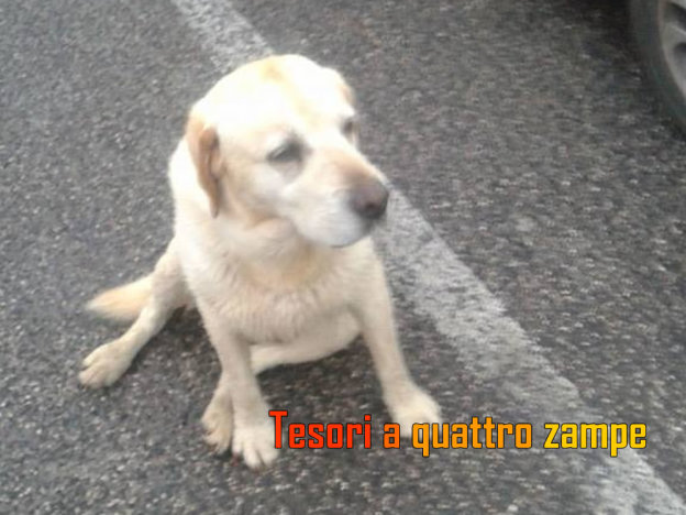 cane_centro_commerciale_futura