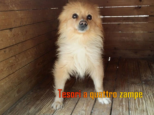 cane_chico