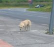 cane_cittaducale_salaria_per_laquila_