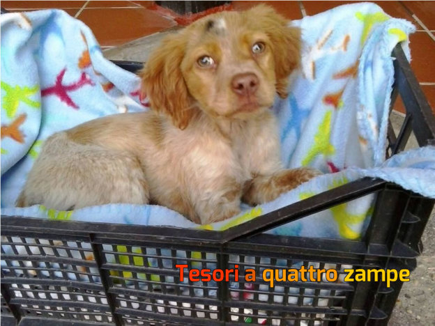 cane_fara_in_sabina_trovato