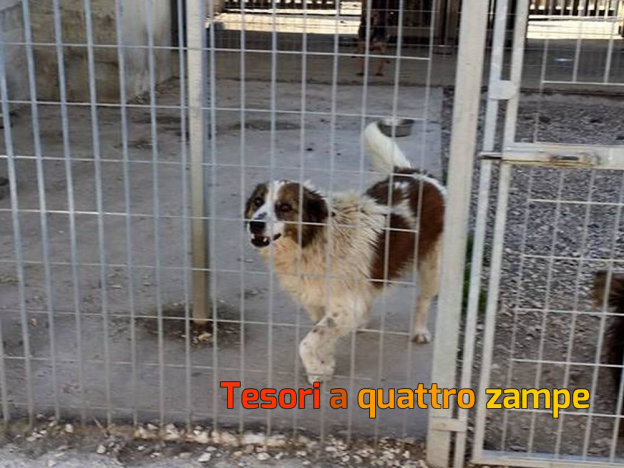 cane_gai_puglia