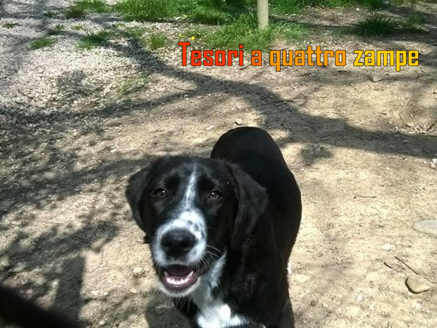 cane_heidi_e_peter
