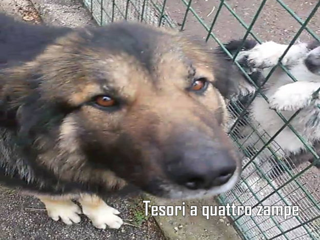 cane_incrocio
