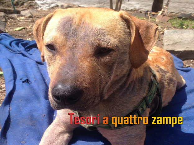 cane_julius
