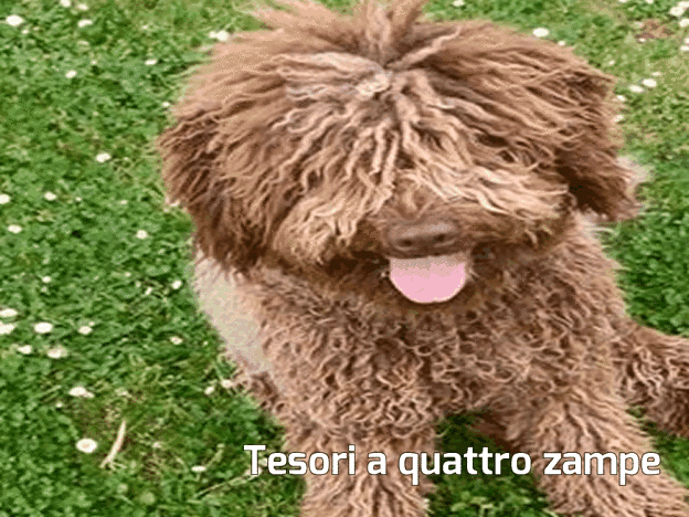 cane_lagotto