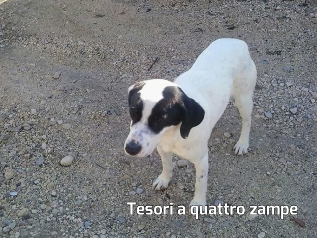 cane_lucky