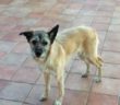 cane_luna_p&f