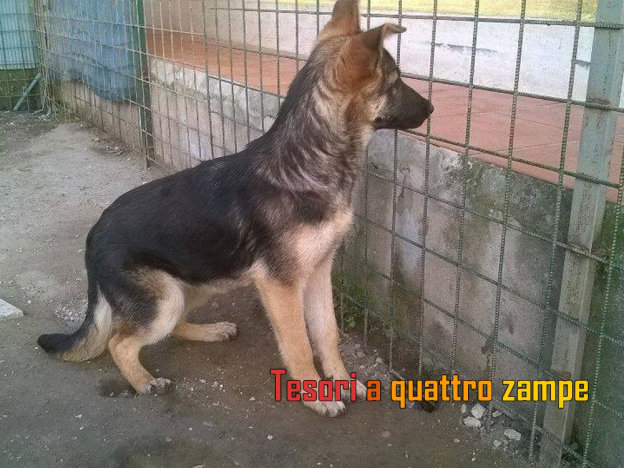 cane_mafalda_napoli