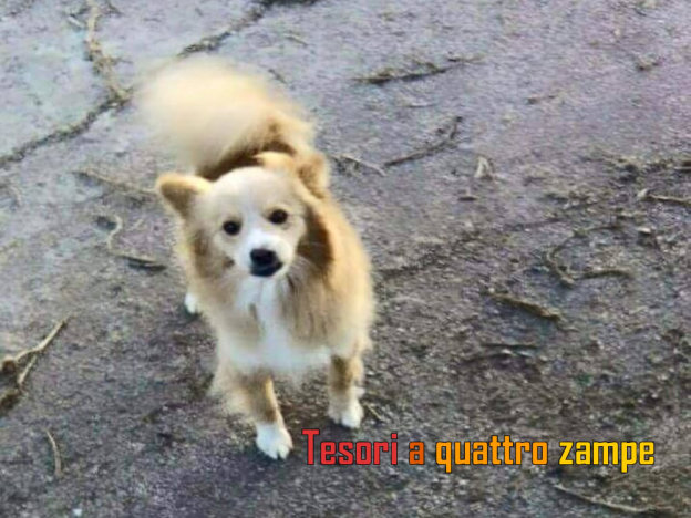 cane_omar_puglia