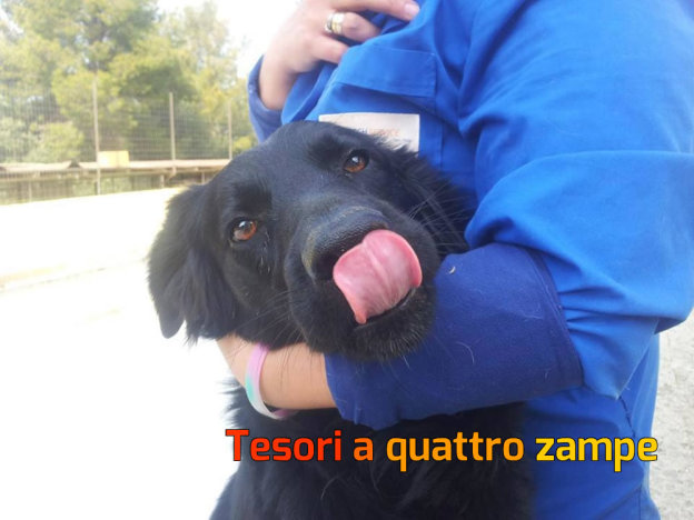 cane_otto_2