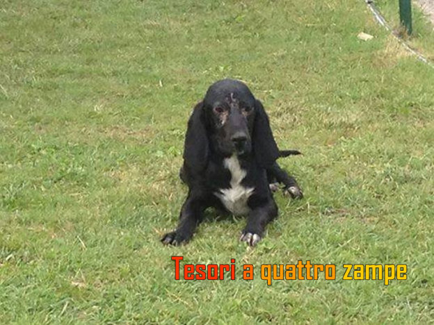 cane_poggio_nativo
