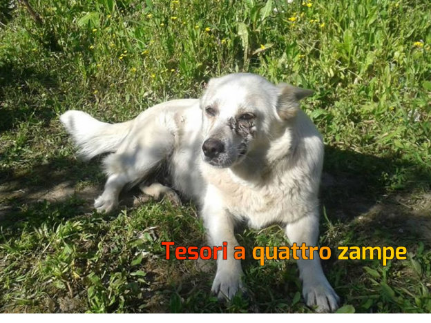 cane_puglia-2