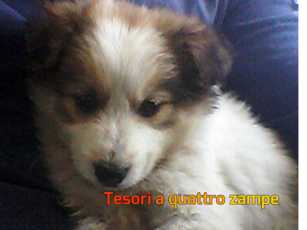cane_puglia3
