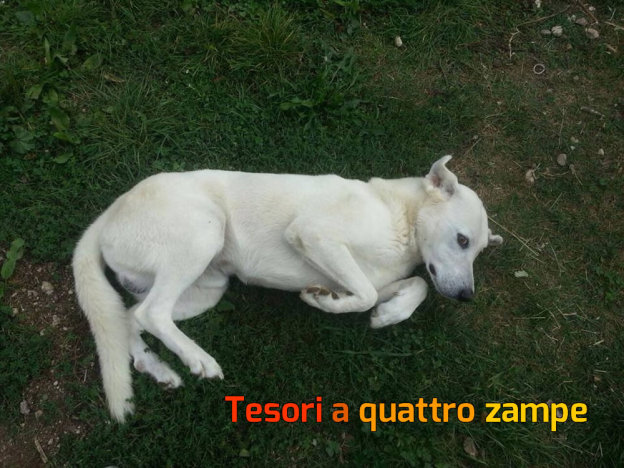 cane_rosko