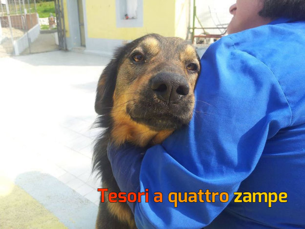 cane_roy