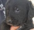 cane_simil_lagoto_elisa_03