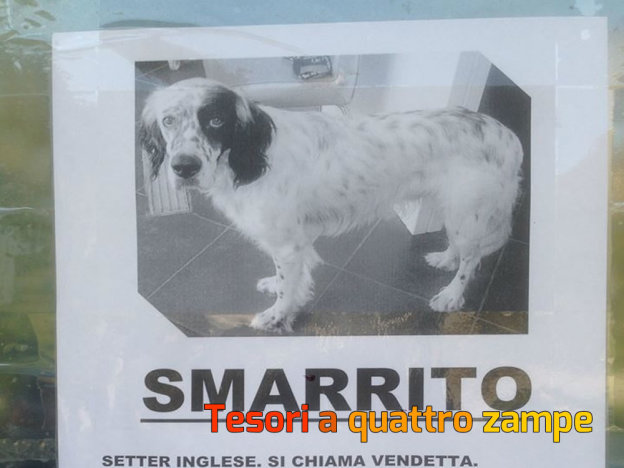 cane_smarrito_vendetta_locandina