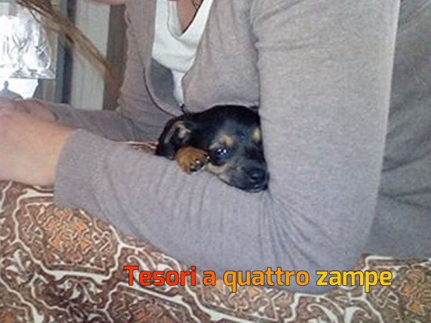 cane_vasco_adottato