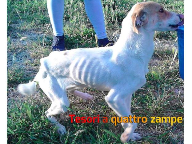 cane_volontarie_sabina