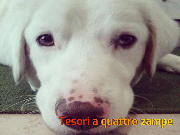 cane_white_volontarie_rieti