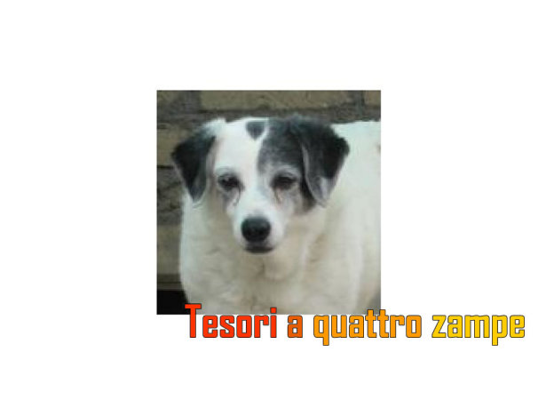 cane_zara_1