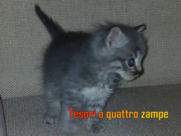 gatto_ivan
