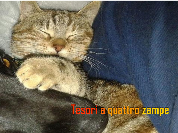 gatto_kizia_avvelenata_rieti