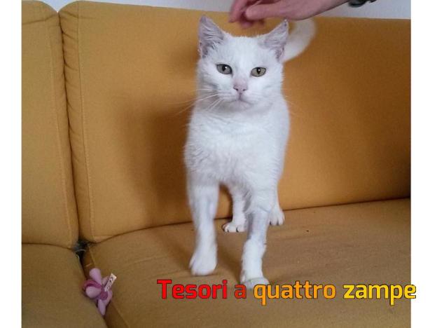 gatto_lalla