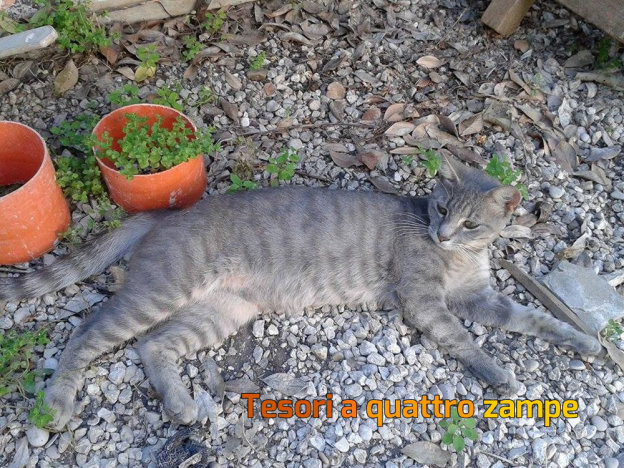 gatto_scomparsoda4anni
