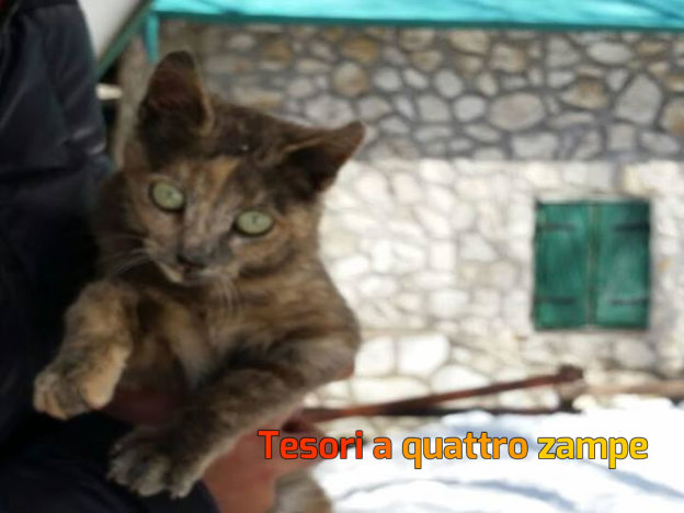 gatto_terminillo