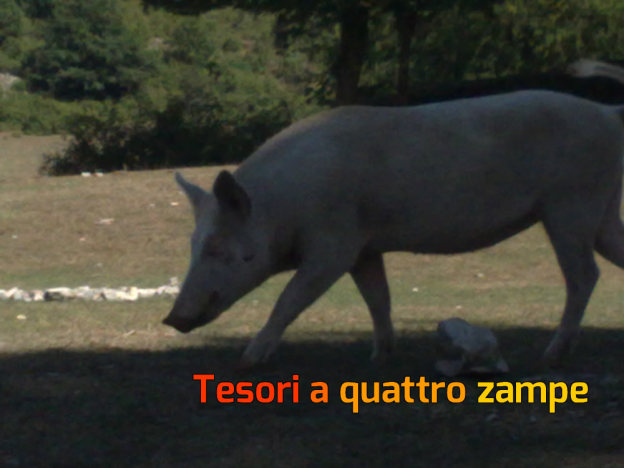 maiale