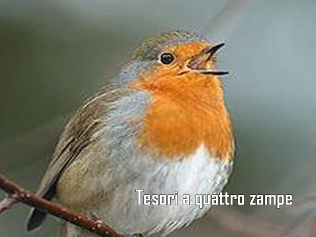 pettirosso