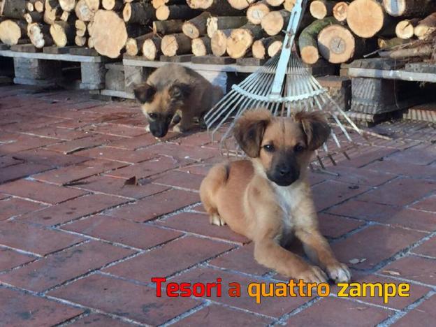 cane_batman_robin