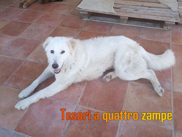 cane_bianca2