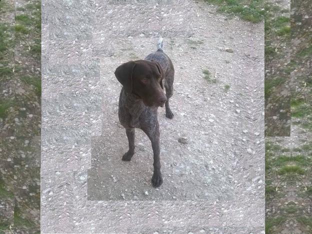 cane_bracco_marrone
