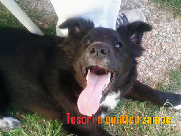 cane_carlotta_mix_border_collie