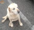 cane_centro_commerciale_futura_2