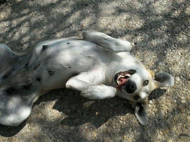 cane_cerca_casa_poggiomoiano
