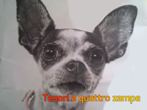 cane_chihuahua