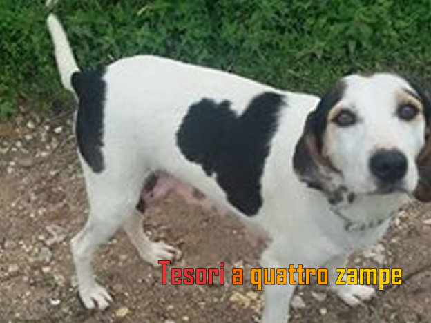 cane_con_cuore_sul_fianco