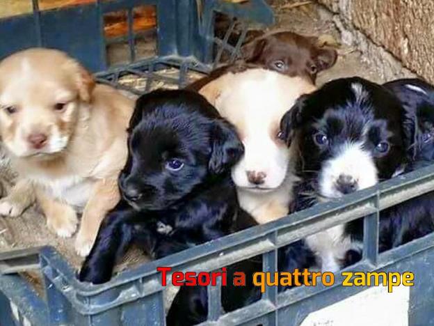 cane_cuccioli6_pmirteto
