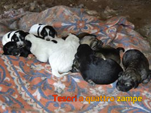 cane_cuccioli8
