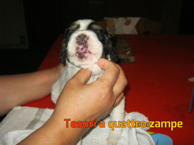 cane_cucciolo_poggio_nativo