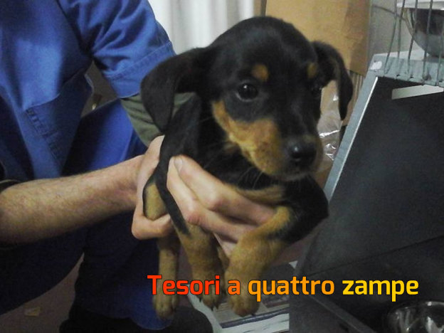 cane_due_adottati_dallo_scatolone_rieti