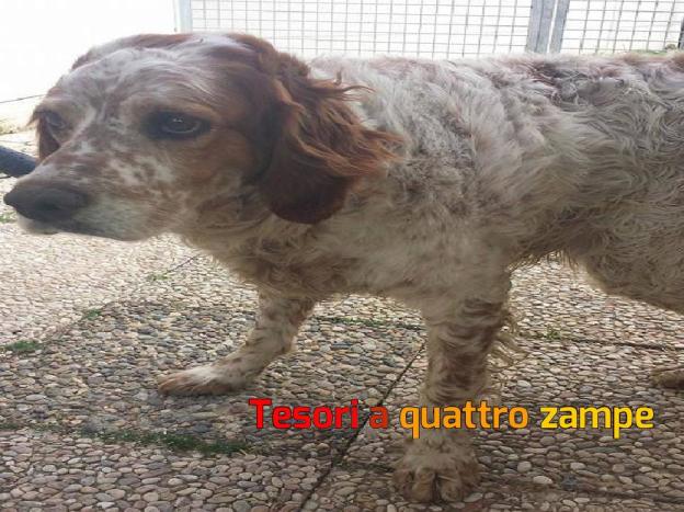 cane_enpa_narni